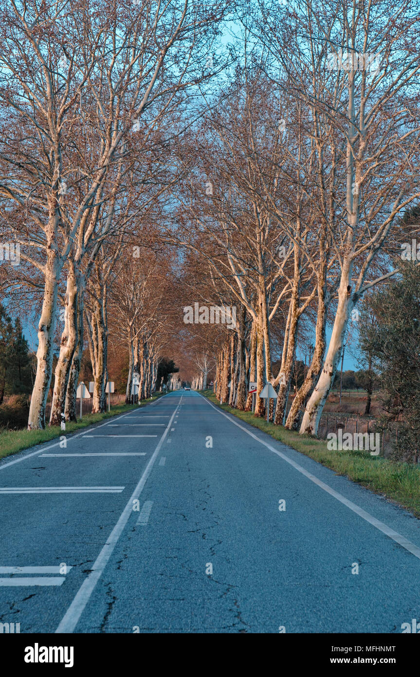 Straße und Winter Bäume im Alentejo, Portugal Stockfoto