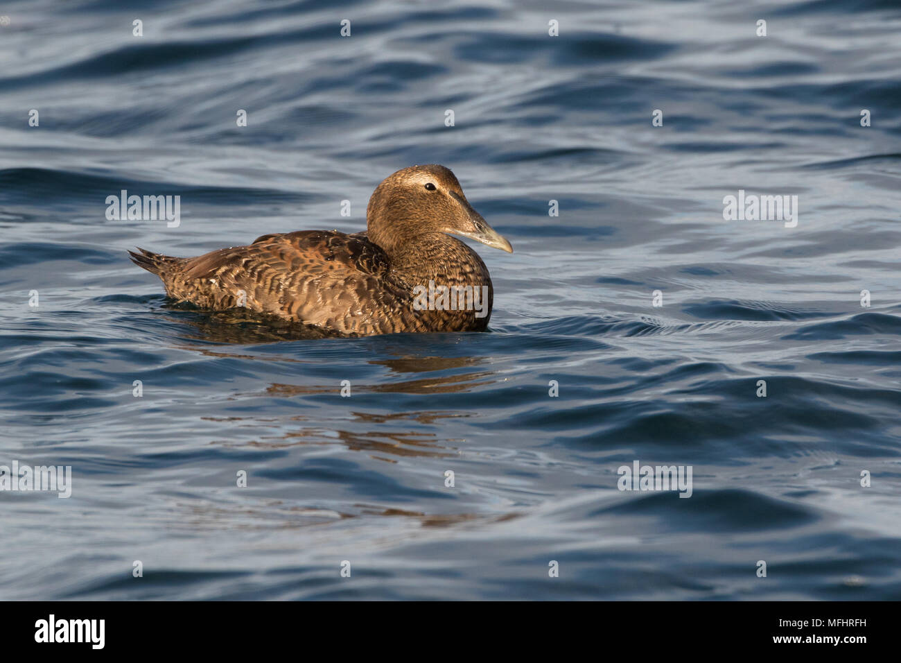 Eine weibliche gemeinsame Eider auf dem Wasser vor der Küste von Maine, USA. Stockfoto