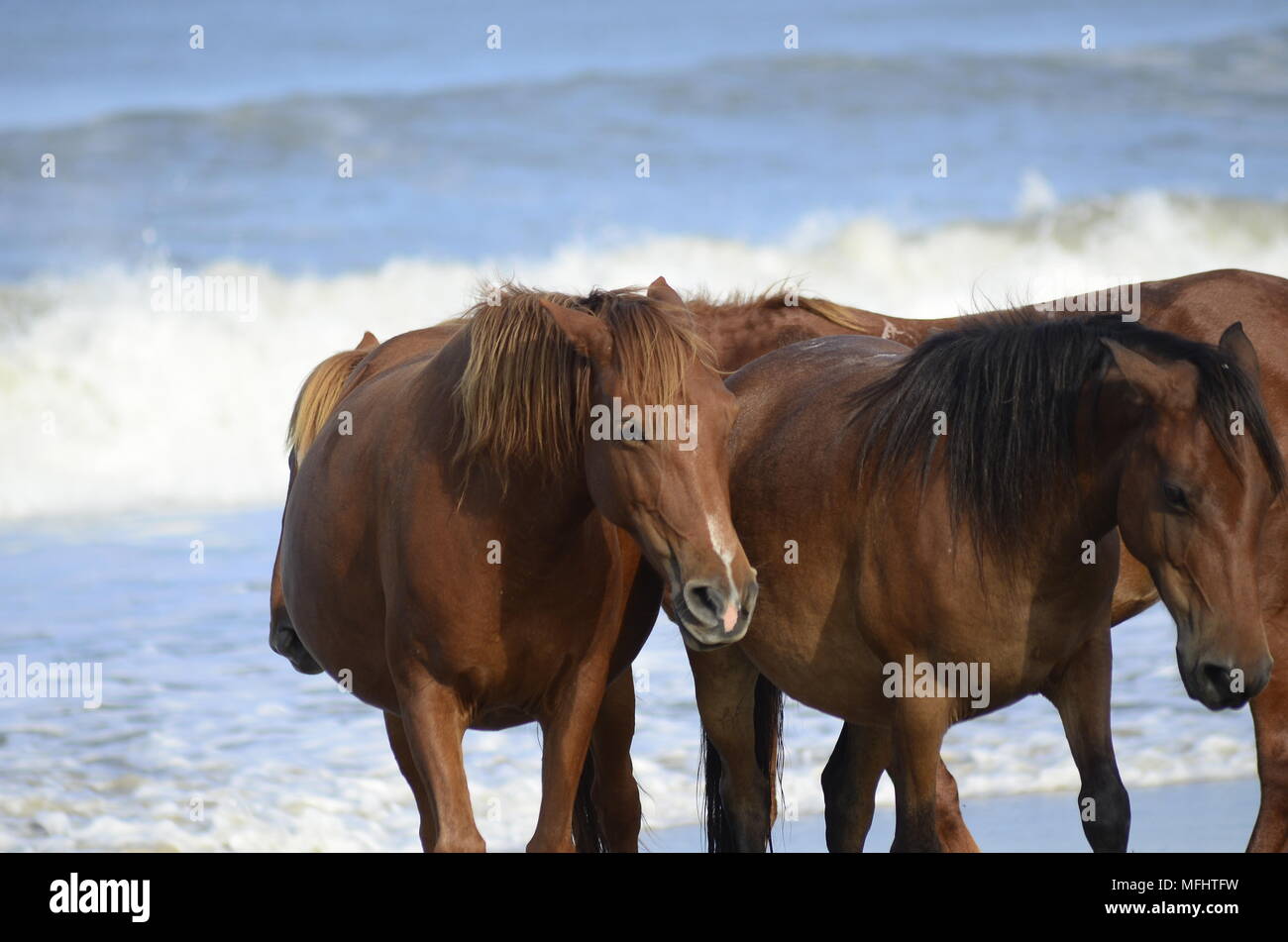 Wilde Pferde Strand Stockfoto