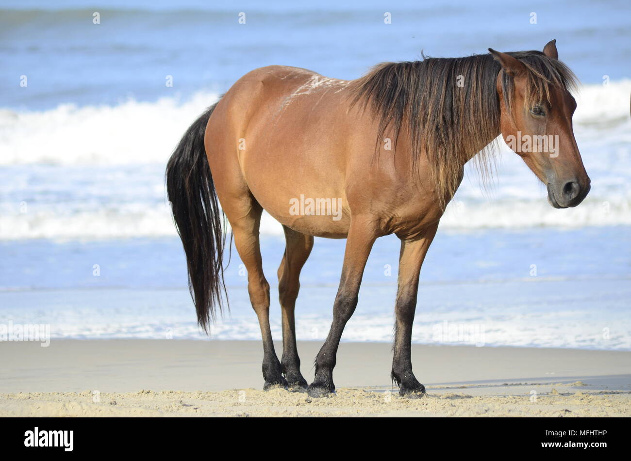 Wilde Pferde Strand Stockfoto