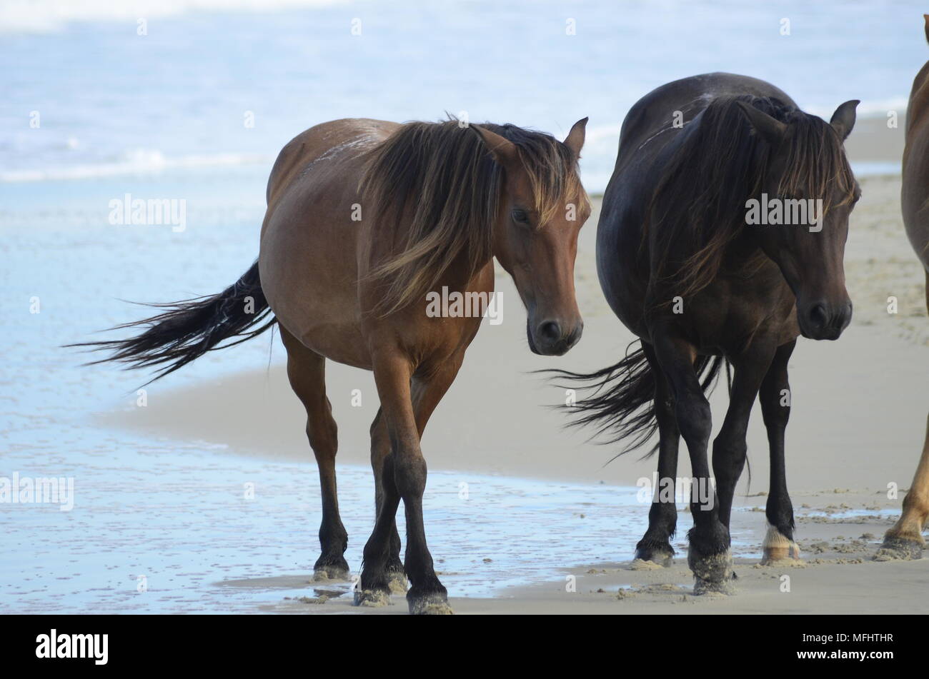 Zwei wilde Pferde wandern Seite an Seite in North Carolina Stockfoto
