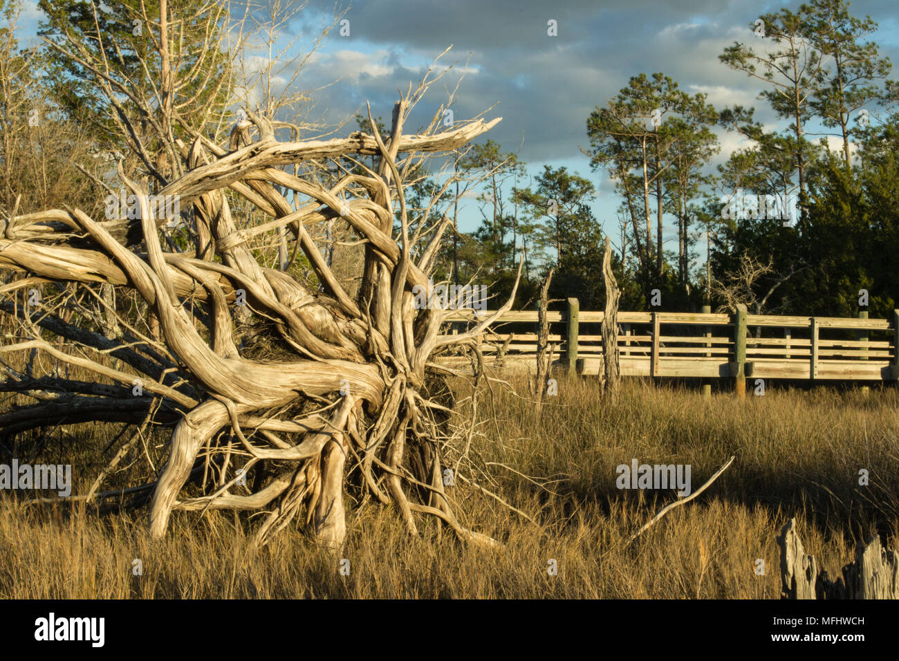 Riesige entwurzelte Baum Aalen in der North Carolina Sonne. Mutter Natur zeigt ihre Wurzeln knorriger und interessant! Stockfoto