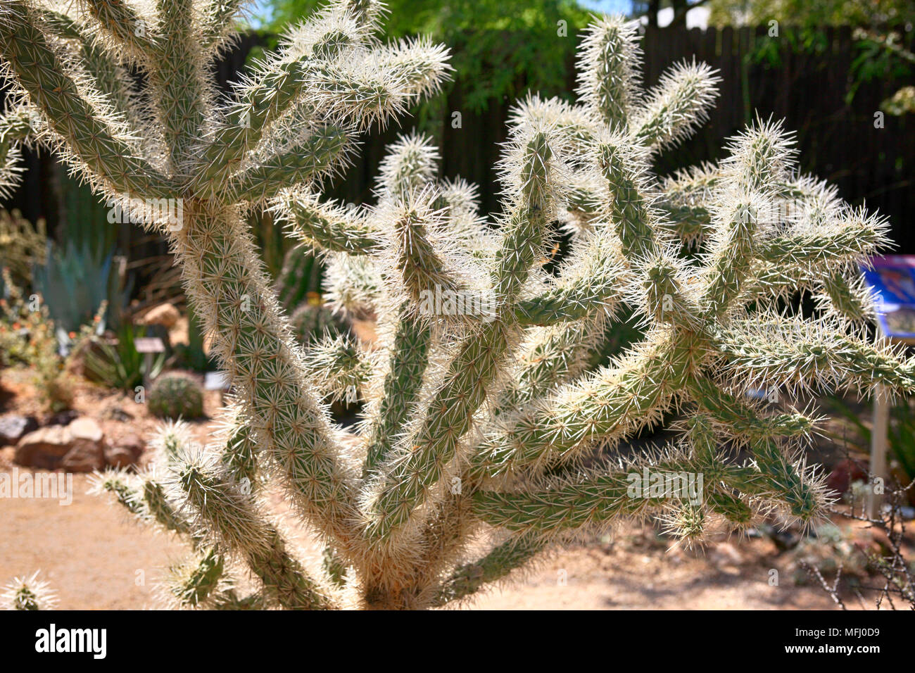 Jumping Cholla oder Kette - Obst Kaktus in der Sonora Wüste in Arizona Stockfoto