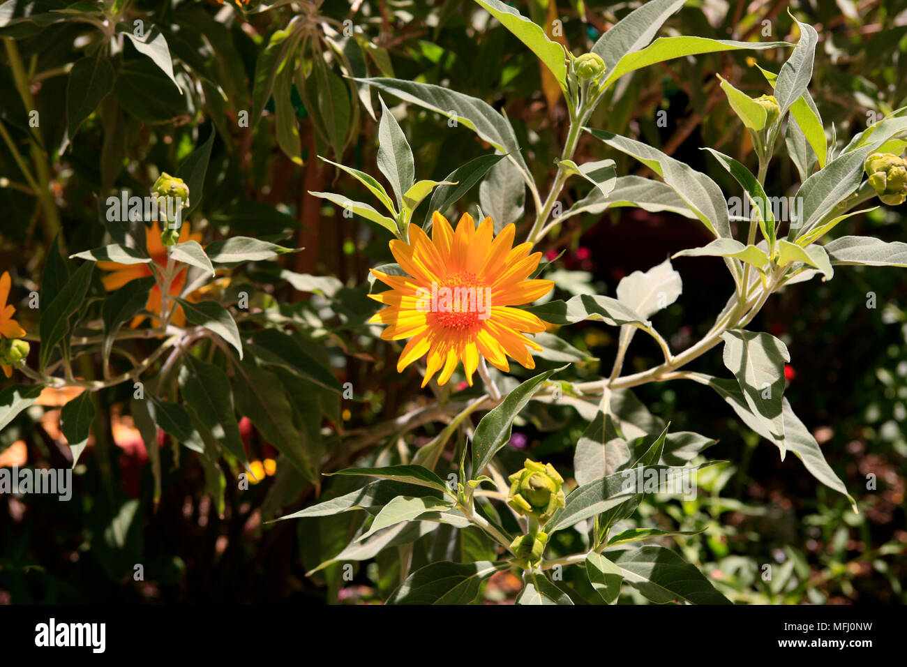 Die gerbera Daisy oder Transvaal Daisy mit vielen Sorten weltweit in Arizona USA gesehen Stockfoto