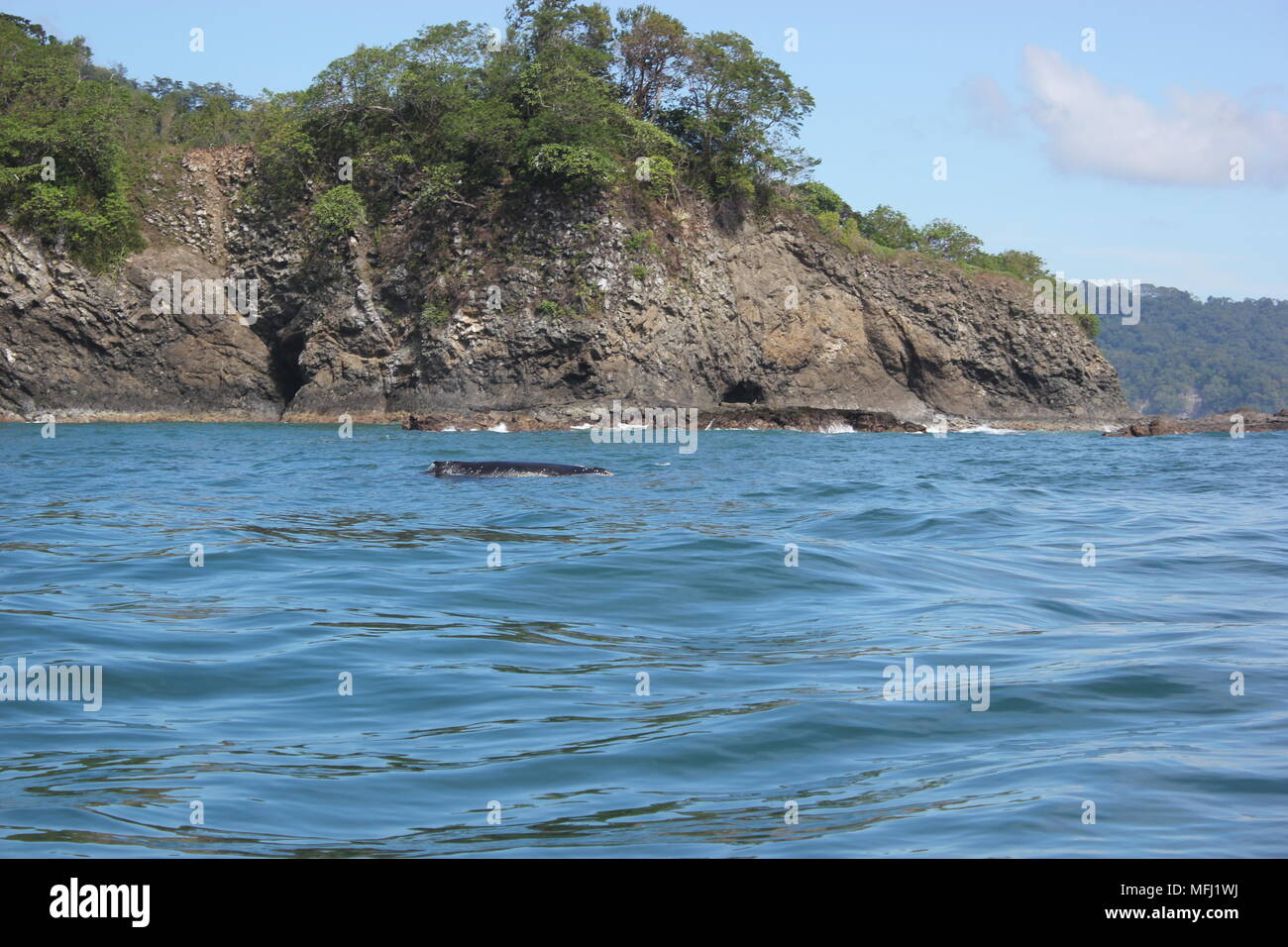 Wale, Tortuga, Costa Rica Stockfoto