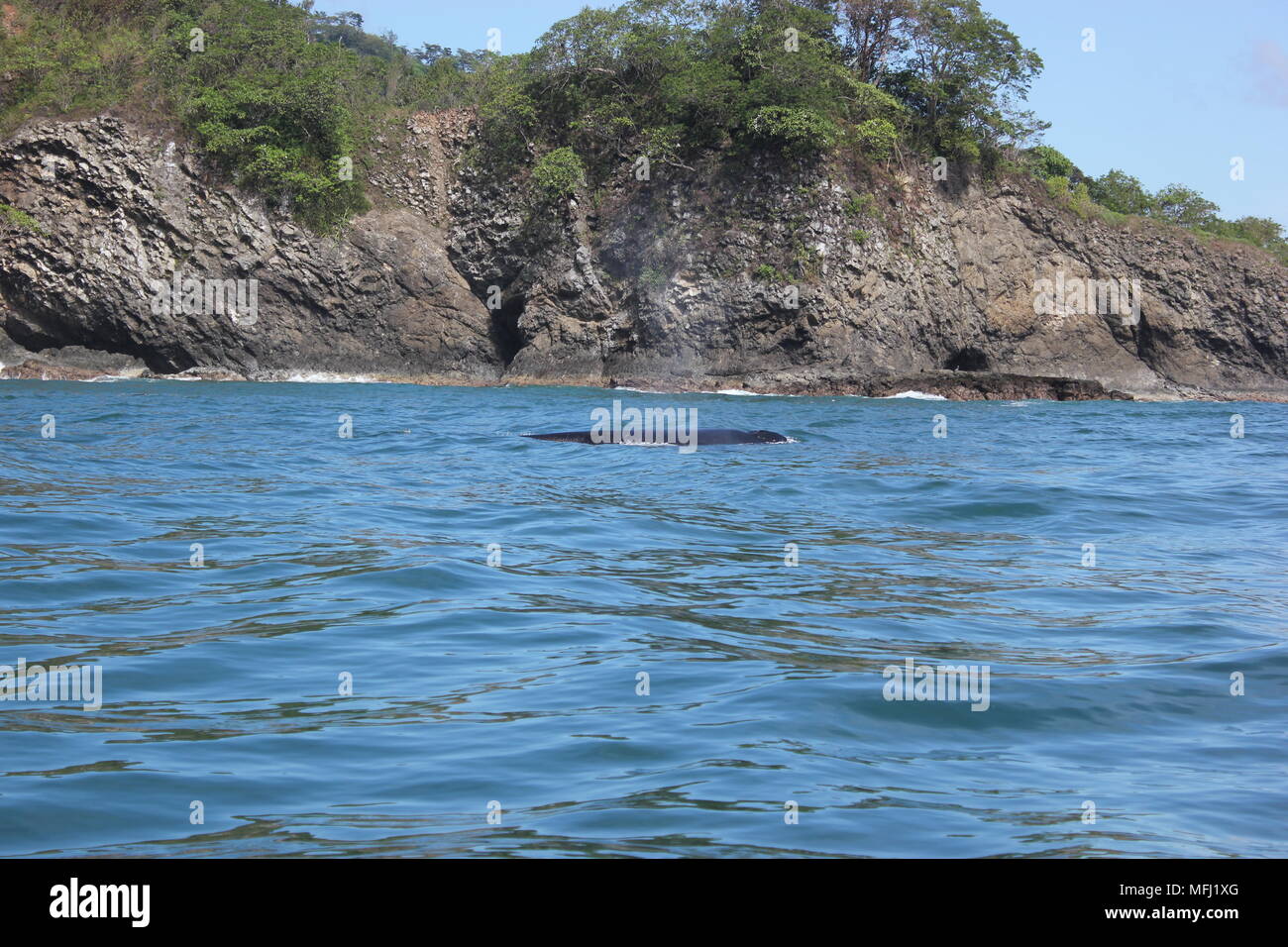 Wale, Tortuga, Costa Rica Stockfoto