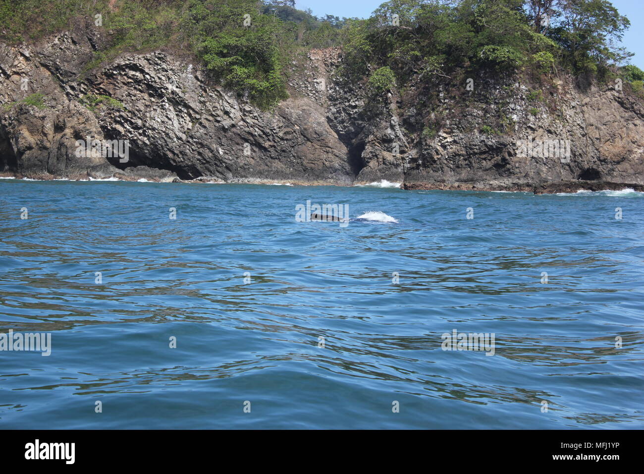 Wale, Tortuga, Costa Rica Stockfoto