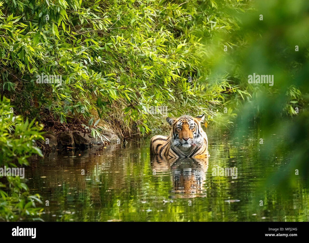 Junge männliche Bengal Tiger (Panthera tigris) ständige Kühlung im Wasser mit Reflexion, Ranthambore Nationalpark, Rajasthan, Nordindien Stockfoto