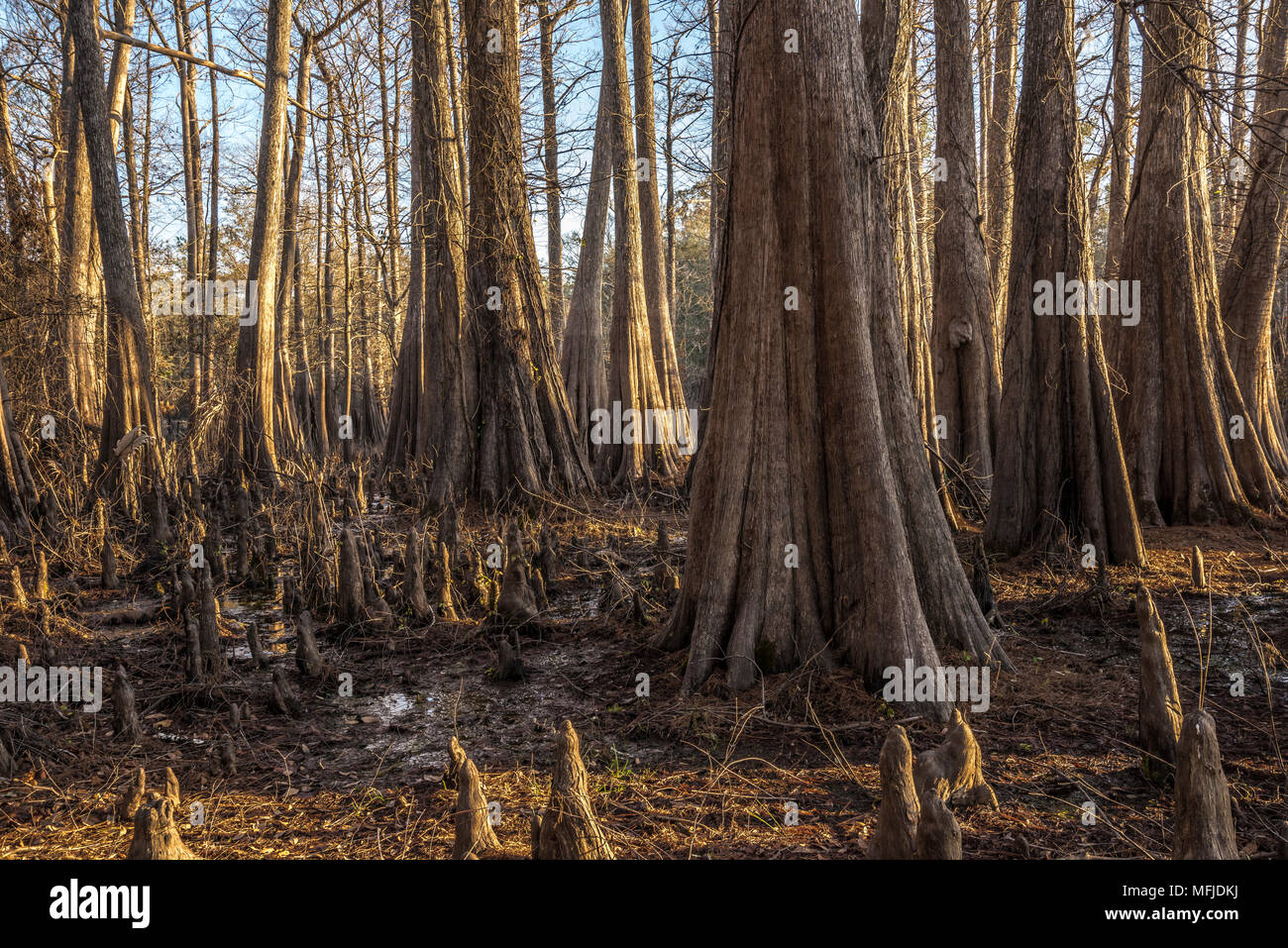 Zypressen und schlamm am Indian Lake, Silver Springs Forest Florida Stockfoto