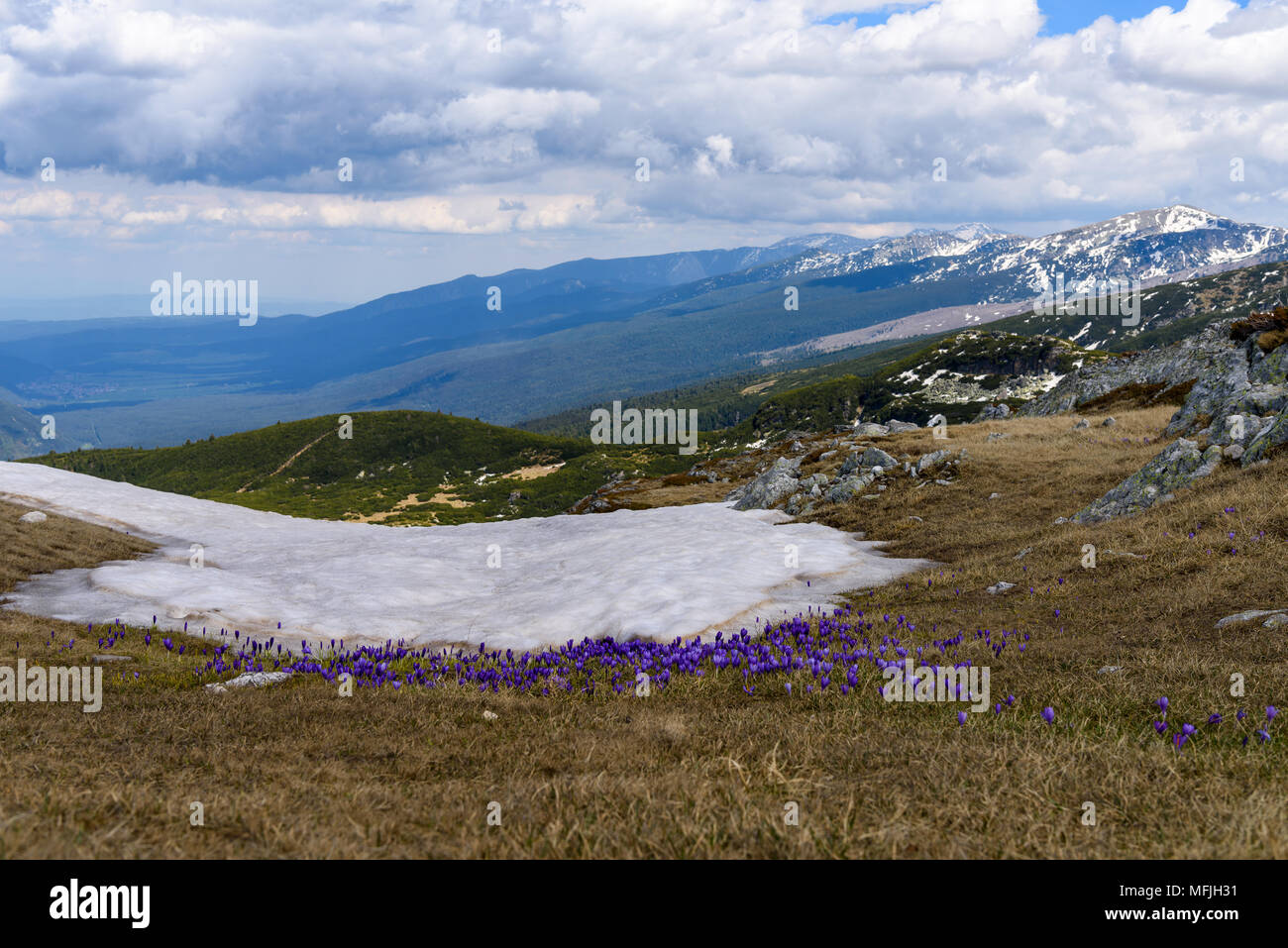 Blühende violette crocus Wildblumen in Berge mit Schnee hinter Ihnen, Rila Nationalpark, Bulgarien Stockfoto