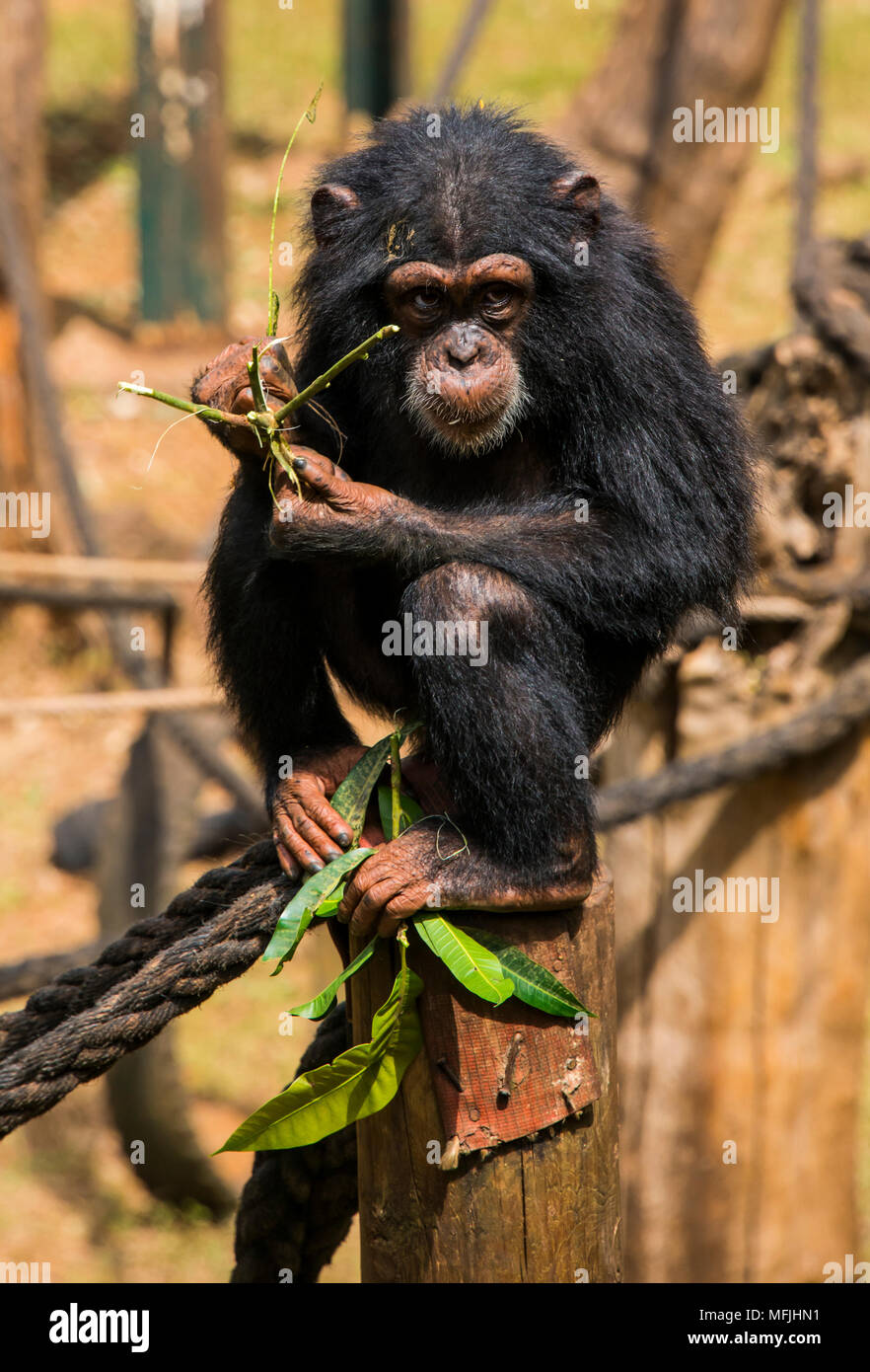 Schimpanse Schimpanse Tacugama orphan im Heiligtum, Sierra Leone, West Afrika, Afrika Stockfoto