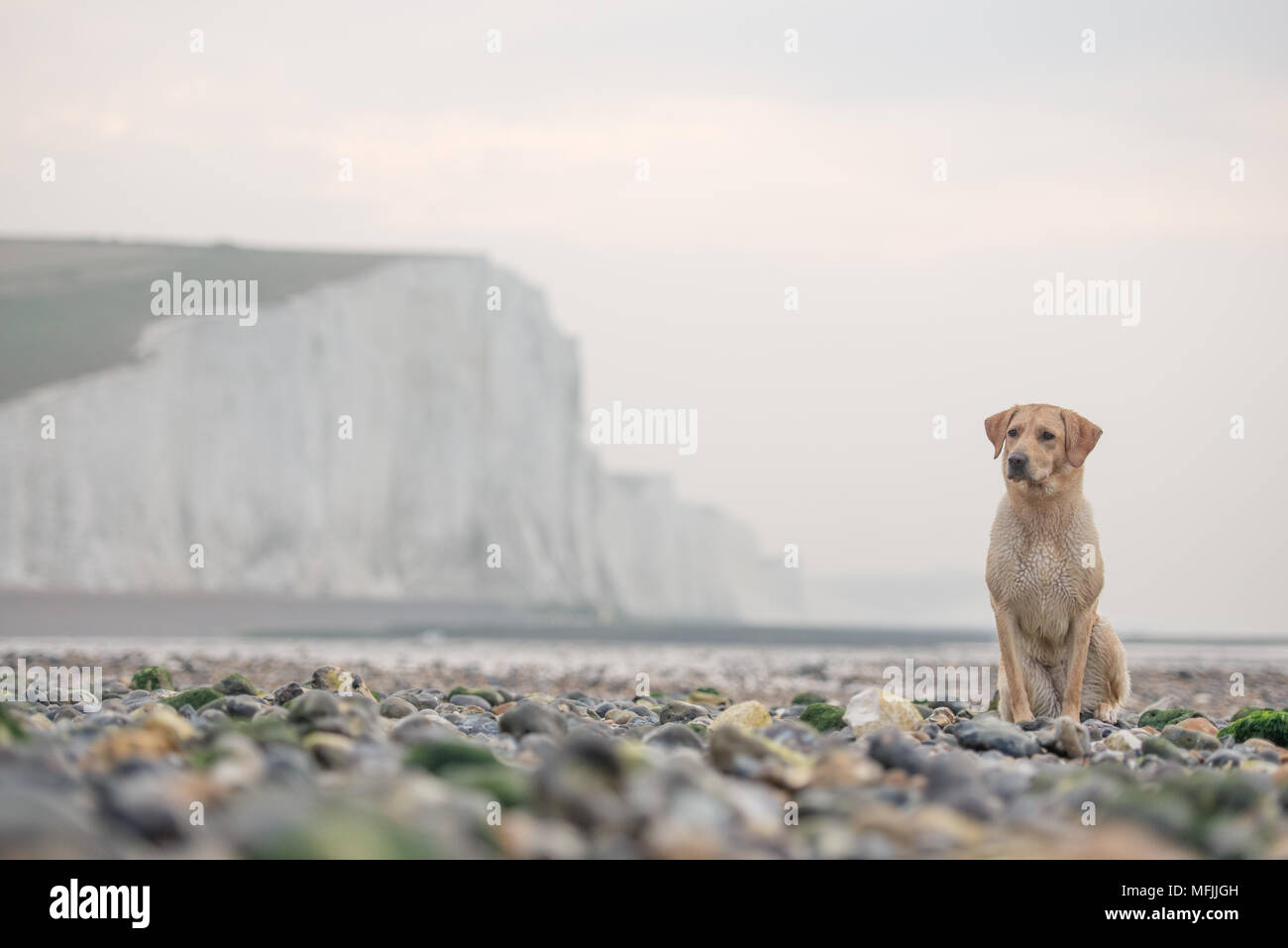 Golden Labrador auf der Kiesstrand in Cuckmere Haven mit den Sieben Schwestern Kreidefelsen hinter, South Downs National Park, East Sussex, England, Großbritannien Stockfoto