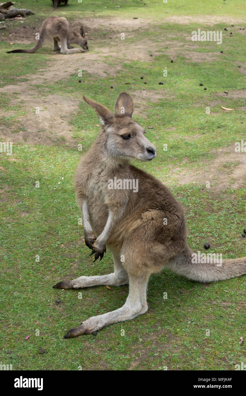 Tasmanische Forester Kangaroo, Tasmanien, Australien, Pazifik Stockfoto