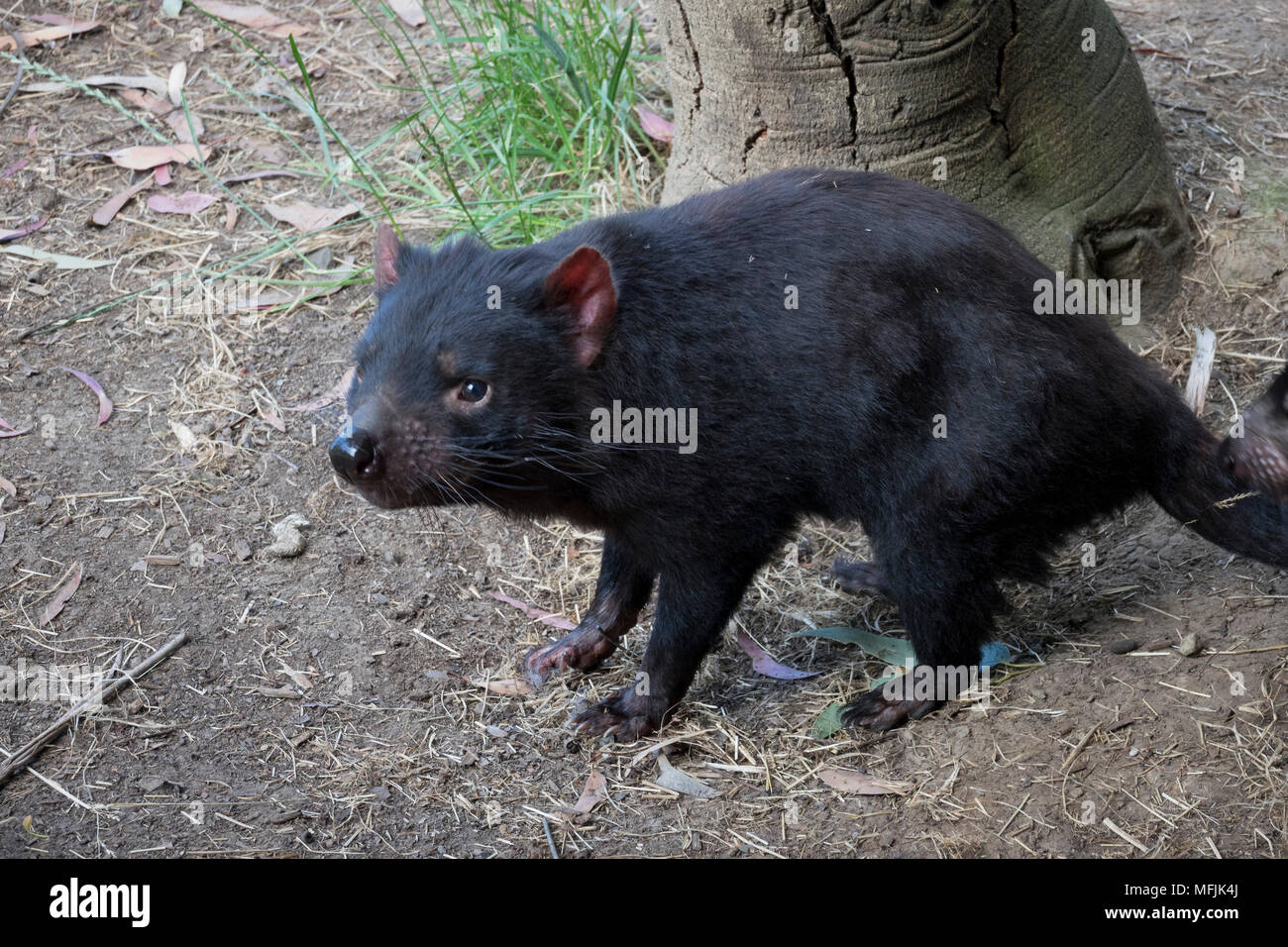 Tasmanische Teufel, Tasmanien, Australien, Pazifik Stockfoto