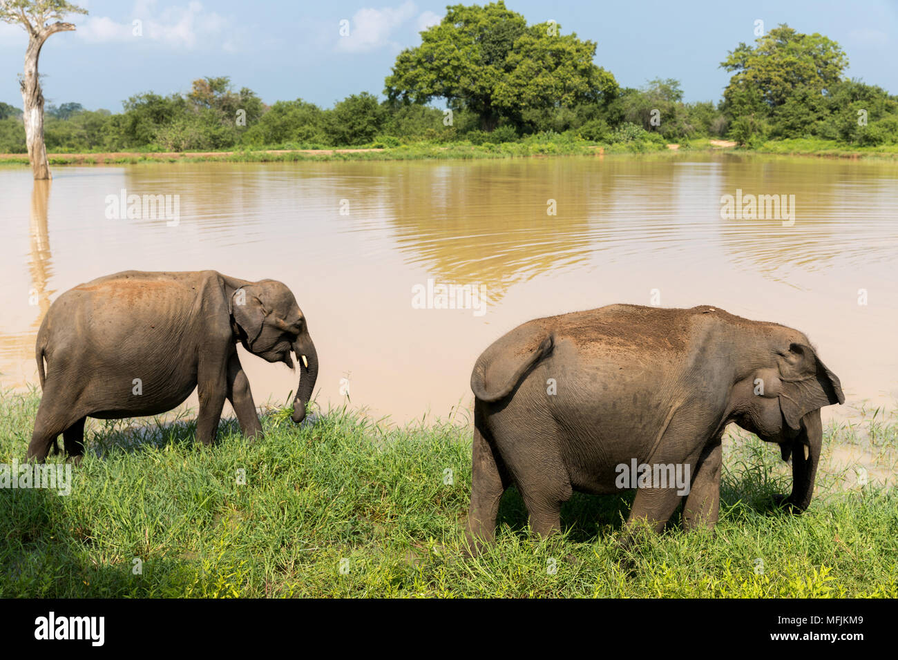 Asiatische Elefanten im udawalawe Nationalpark, Sri Lanka, Asien Stockfoto