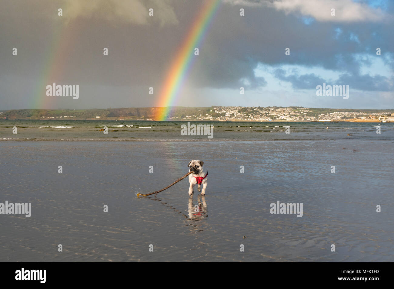 Langen Felsformation, Cornwall, UK. 26. April 2018. UK Wetter. Kurz nach Sonnenaufgang Regenwolken über Newlyn und Penzance verschoben, die Anlass zu diesem einzigen dann doppelten Regenbogen, wie vom Strand bei langen Felsformation, wo Titan der Mops Welpe seinen Morgen spielen am Strand gesehen hatte. Foto: Simon Maycock/Alamy leben Nachrichten Stockfoto