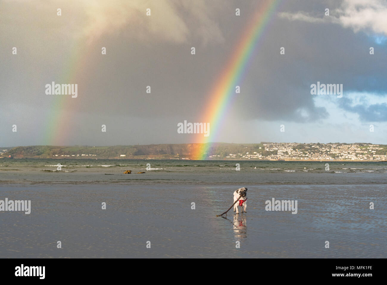 Langen Felsformation, Cornwall, UK. 26. April 2018. UK Wetter. Kurz nach Sonnenaufgang Regenwolken über Newlyn und Penzance verschoben, die Anlass zu diesem einzigen dann doppelten Regenbogen, wie vom Strand bei langen Felsformation, wo Titan der Mops Welpe seinen Morgen spielen am Strand gesehen hatte. Foto: Simon Maycock/Alamy leben Nachrichten Stockfoto