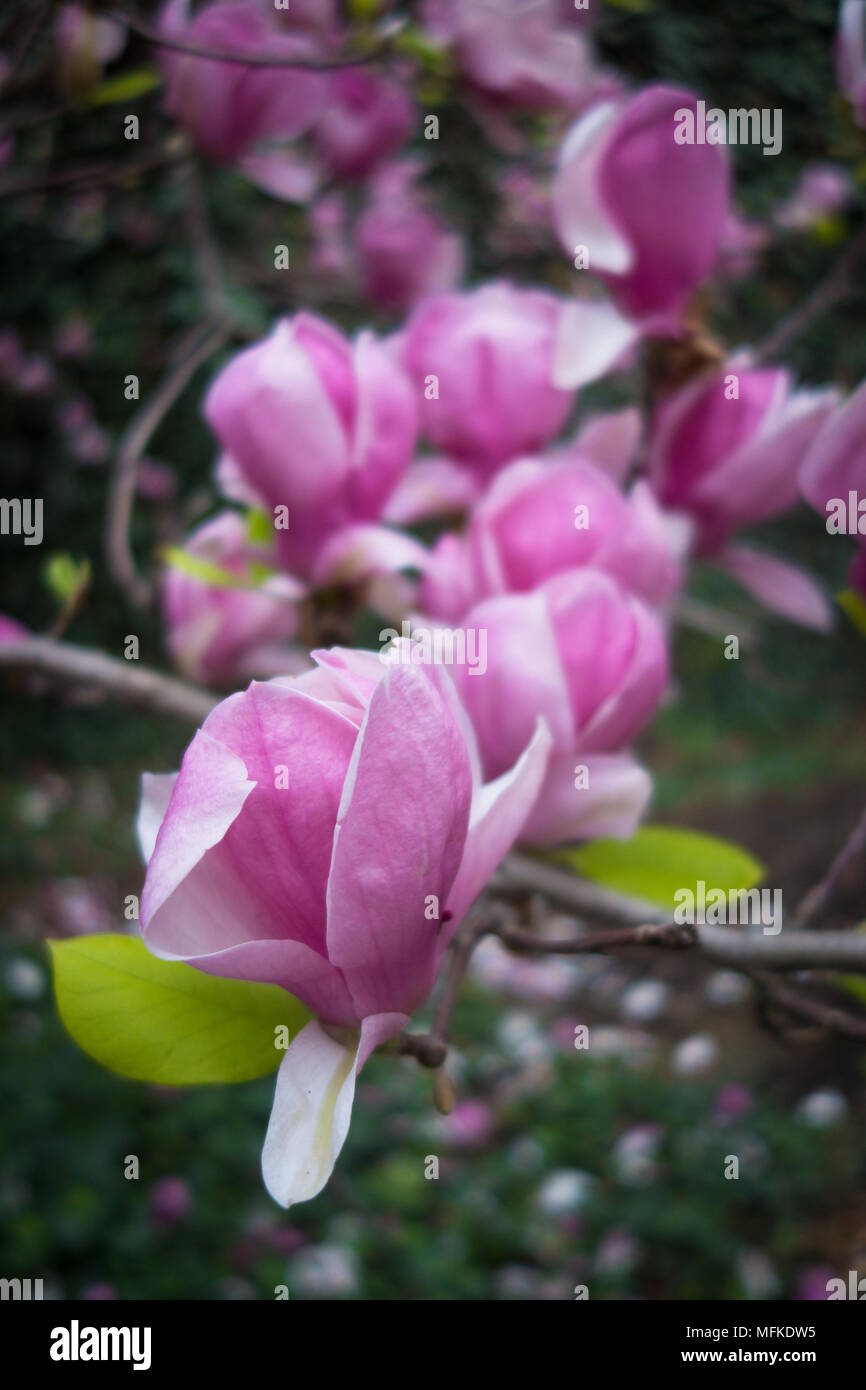 Schöne rosa Magnolien in voller Blüte Stockfoto