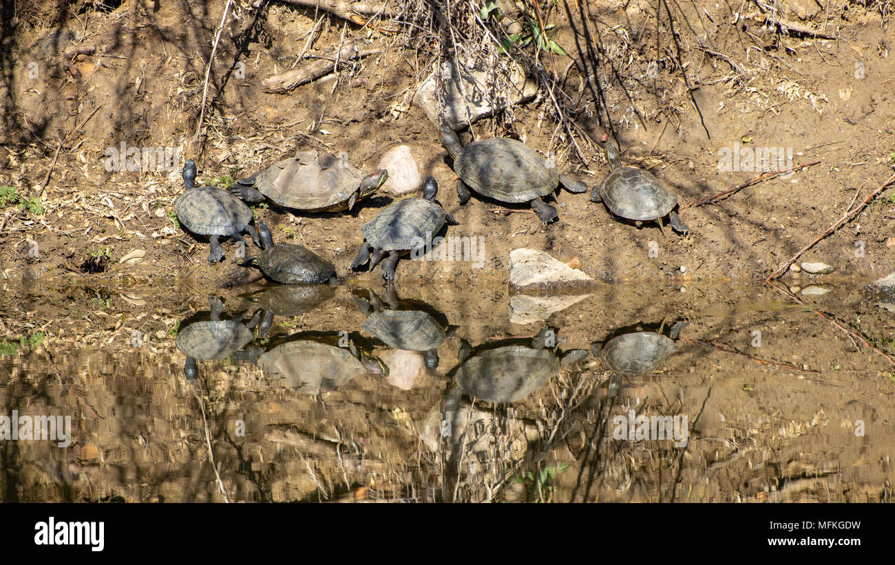 Reflexion der gemalten Schildkröten, Chrysemys picta, Sonnenbaden auf der Bank mit einem Shedding seine Shell Wheatridge, Colorado USA Stockfoto