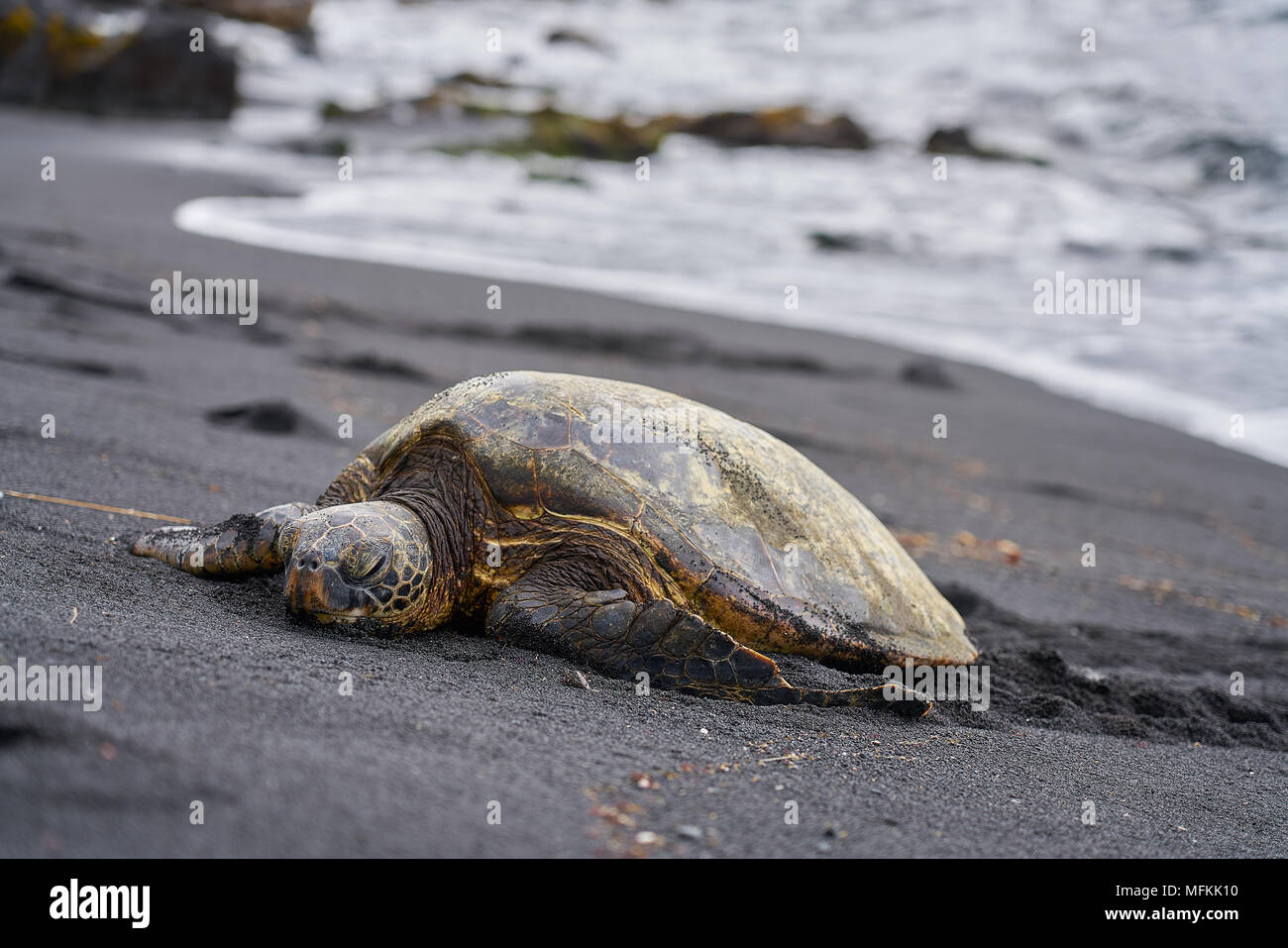Grüne Meeresschildkröte an Puanalu'u Black Sand Beach Stockfoto
