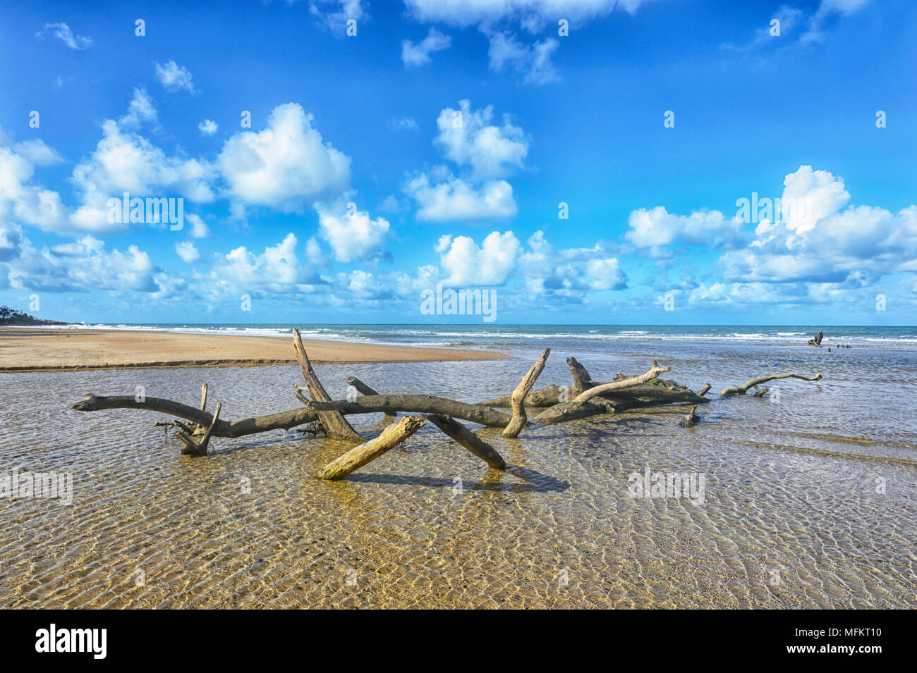 Treibholz an Cow Bay Strand, Daintree National Park, Far North Queensland, FNQ, QLD, Australien Stockfoto