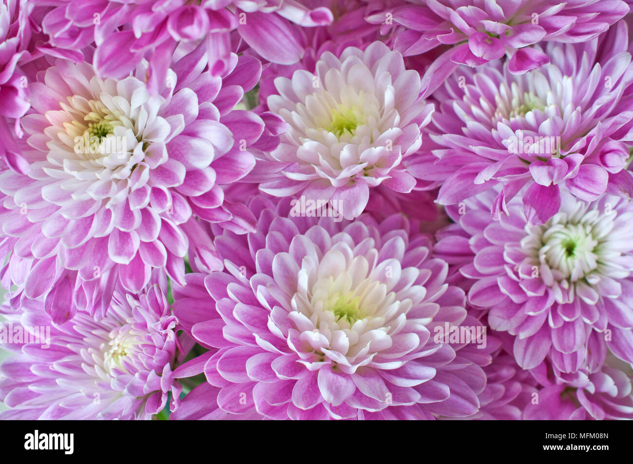 Hintergrund der Lila Rosa aster Blumen Stockfoto