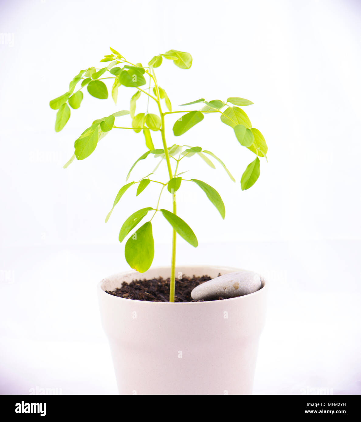 prev am compo Prev-Am Crop Biopesticide and Insecticide 2.5 gal