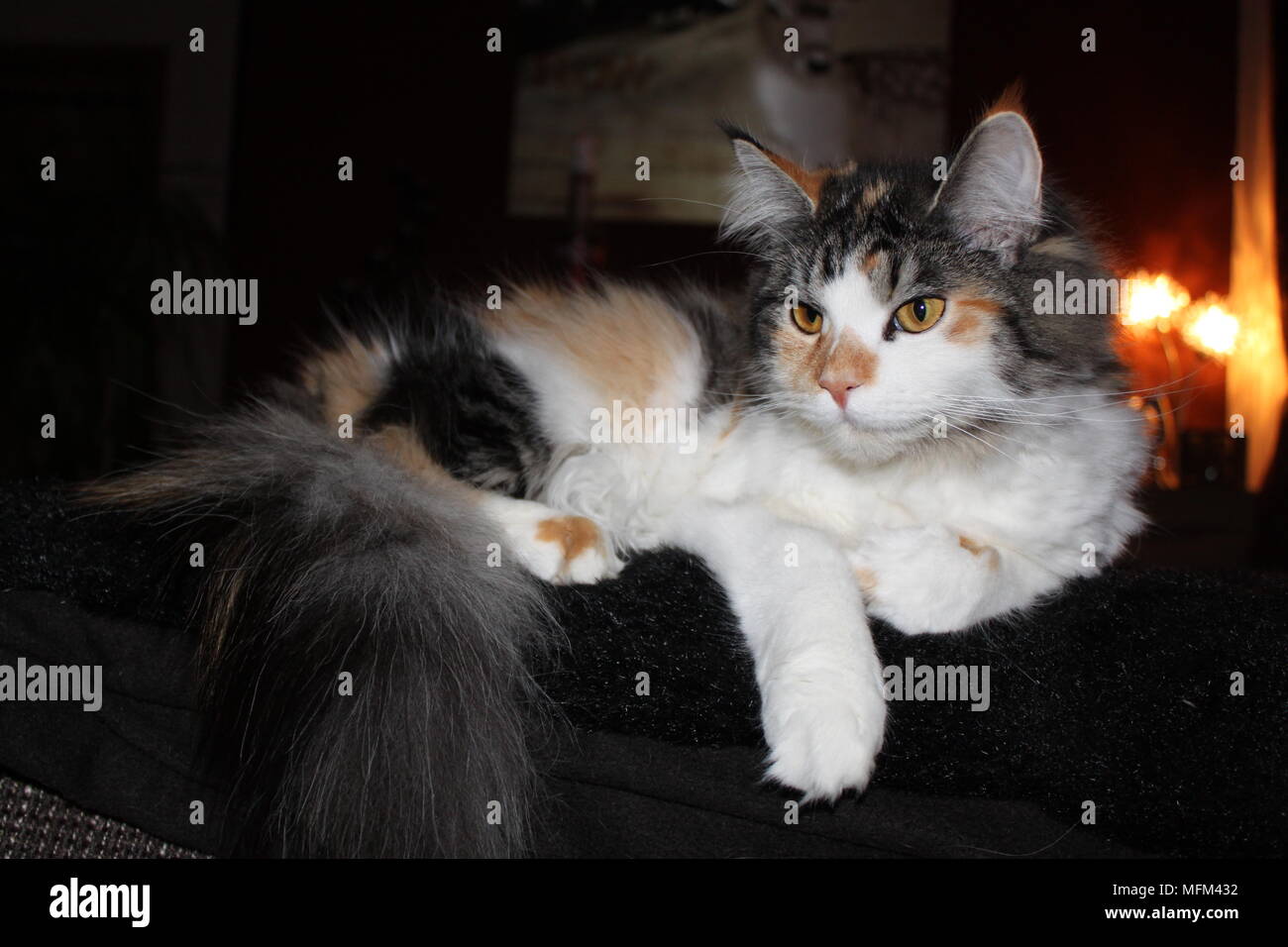 Junge, Tricolour Main Coon Katze Nahaufnahme Stockfoto