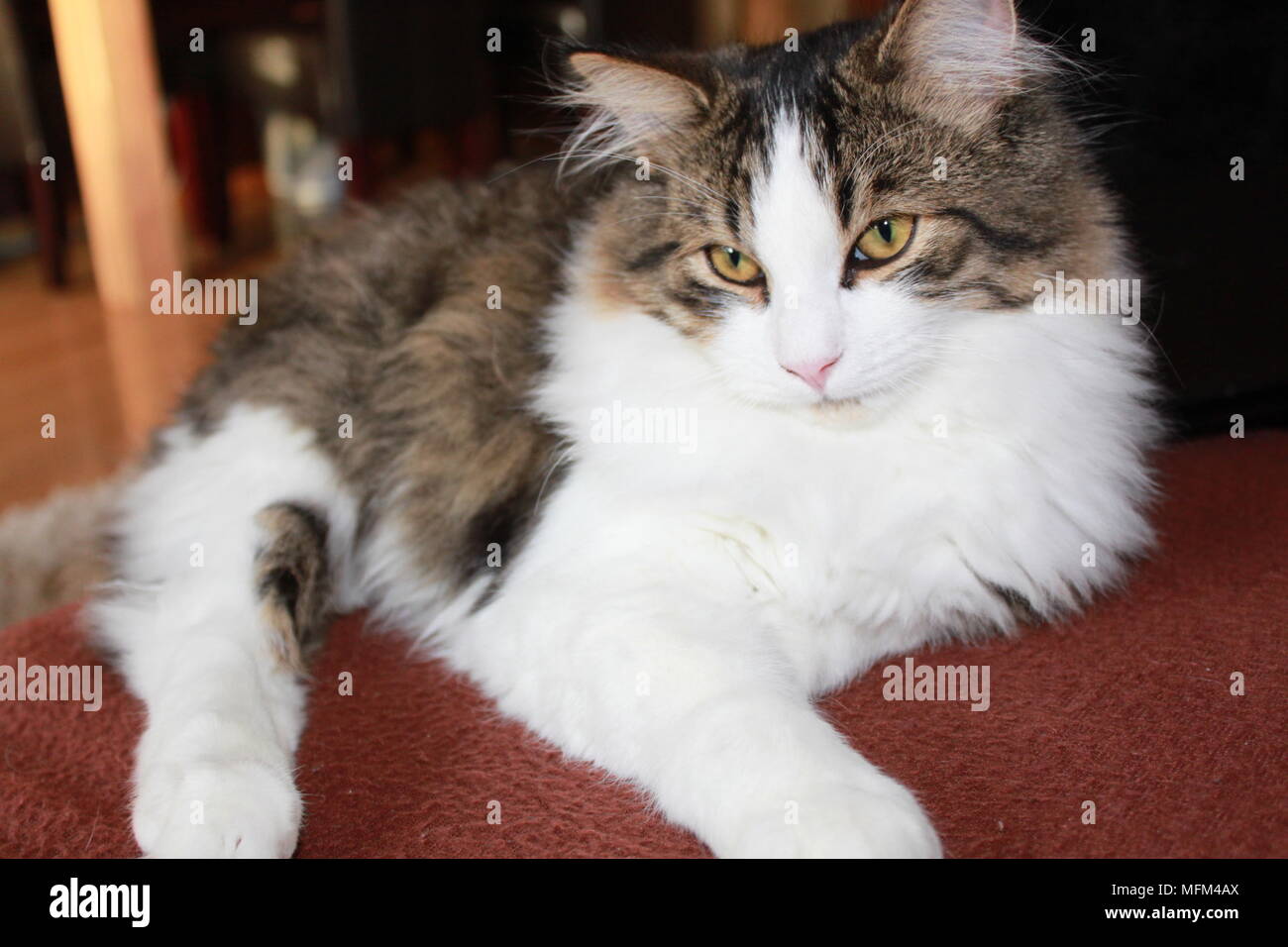 Flauschige, Tabby, Langhaar Katze Braun/Weiß Stockfoto