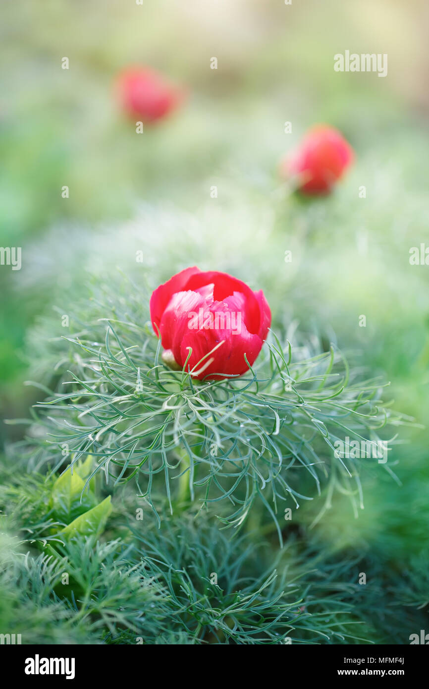 Schöne Blumen der Alpinen Päonien im Garten. Floral background. Selektive konzentrieren. Stockfoto