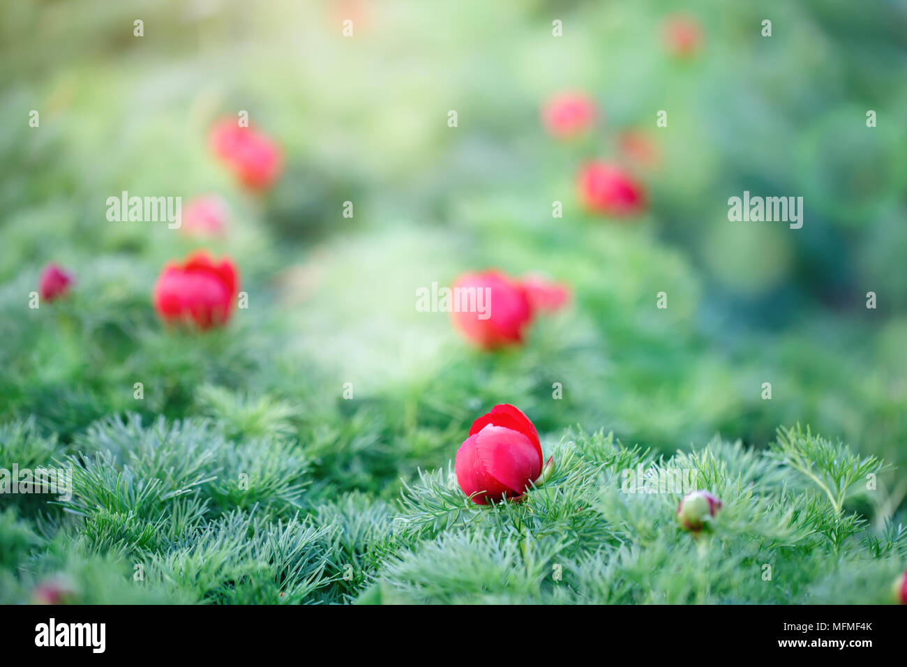 Schöne Blumen der Alpinen Päonien im Garten. Floral background. Selektive konzentrieren. Stockfoto