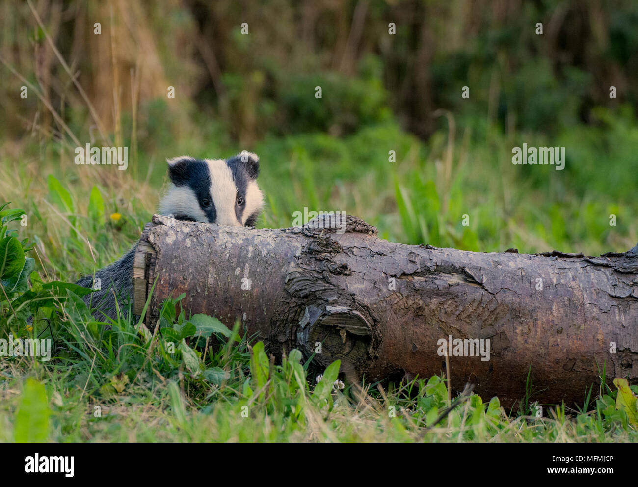 Wild Dachs über einen Log peeping Stockfoto