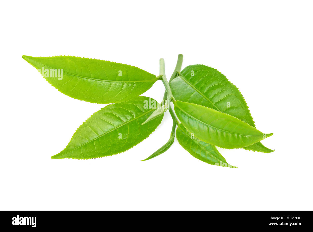 Green Tea Leaf, Kaffee auf weißem Hintergrund Stockfoto