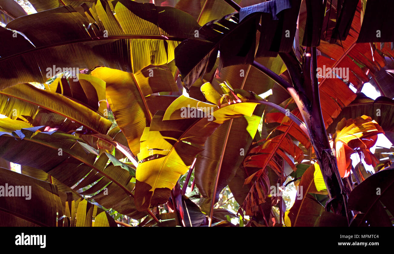 Spektakulär beleuchtete bunte Blätter der Lila und Rot Abysinnian Bananenstaude Stockfoto
