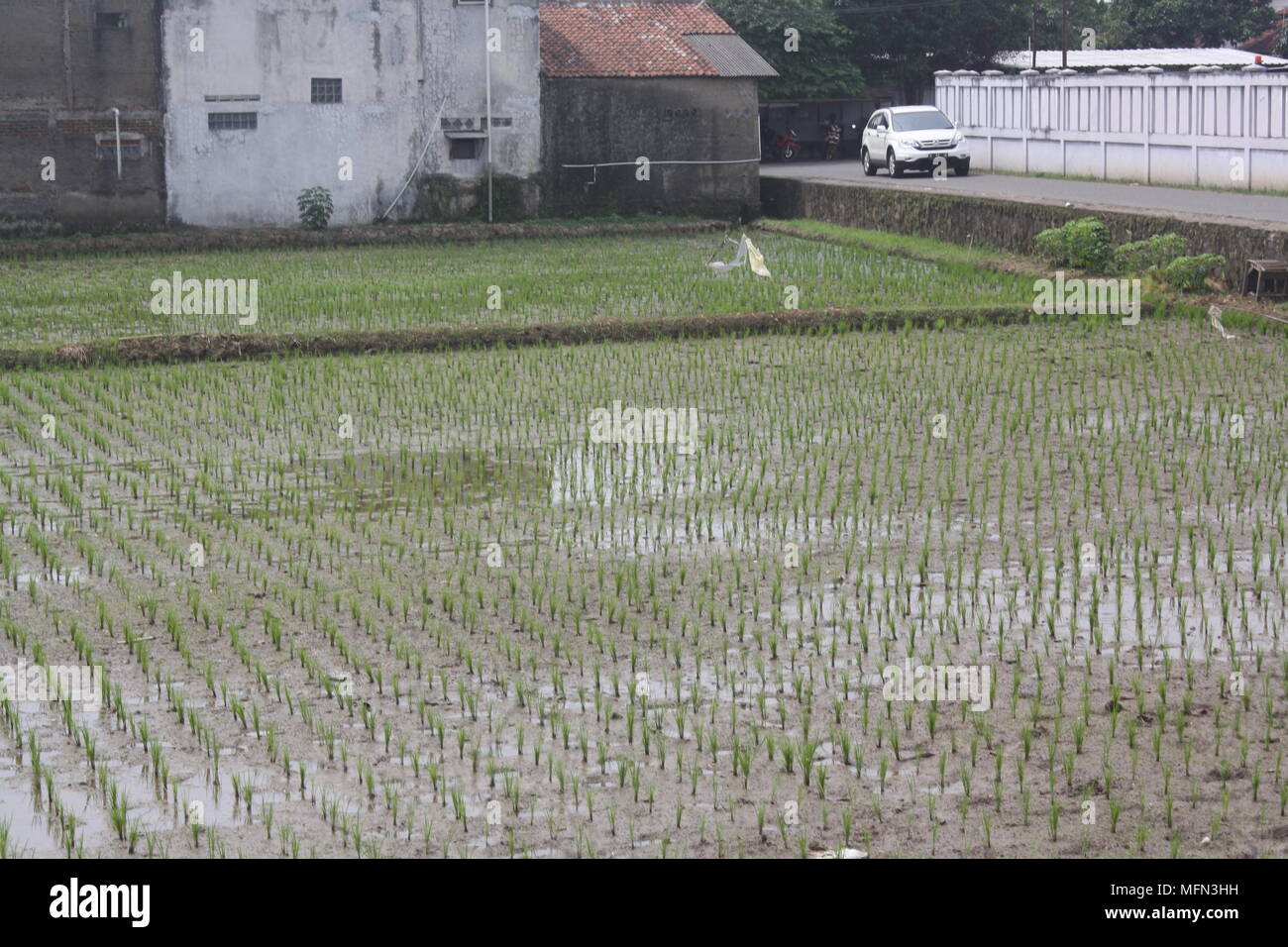 Vegetative Reisfeld in meiner Heimatstadt, Bandung, Indonesien Stockfoto