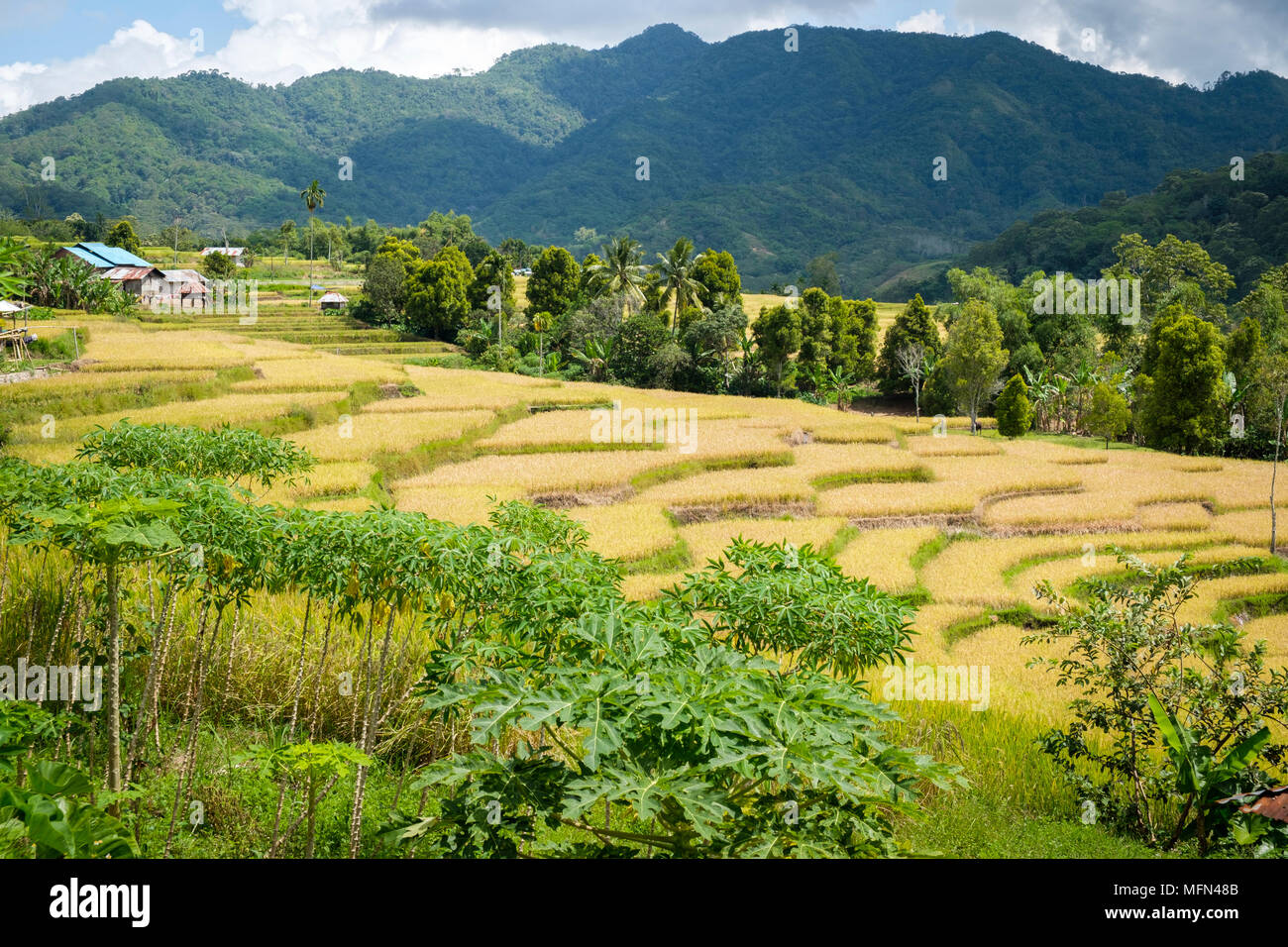 Terraced Rice Fields in der Nähe von Mankell, Insel Flores (Nusa Tenggara Timur), Indonesien. Stockfoto