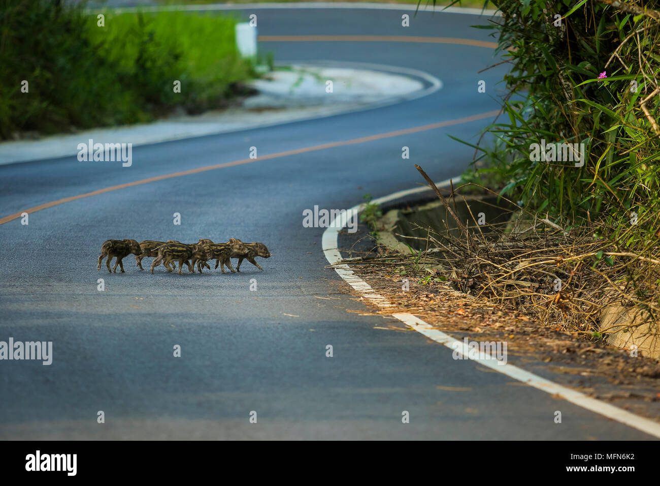 Herde der kleinen Wildschwein Kreuzung Straße in den Khao Yai Nationalpark thailand Stockfoto