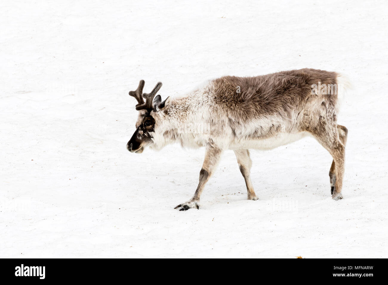 Caribou läuft über ein schneefeld in Spitzbergen, Svalbard, Norwegen Stockfoto