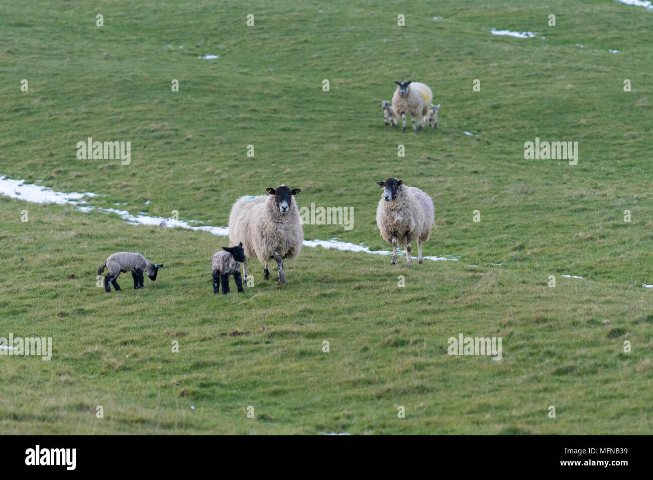 Neugierige Schafe und Lämmer mit Schnee auf dem Boden Stockfoto