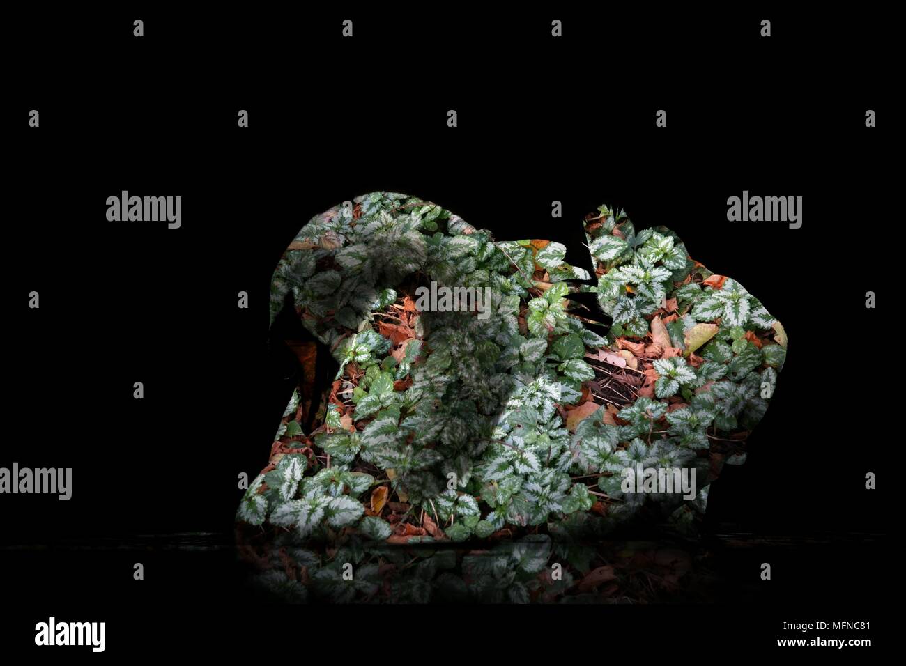 Leben Aus Leben. Die kleinen Blätter miteinander kombinieren, eine nette kleine Vogel zu bilden, bedeutet dies, dass die Natur kümmert sich. Stockfoto