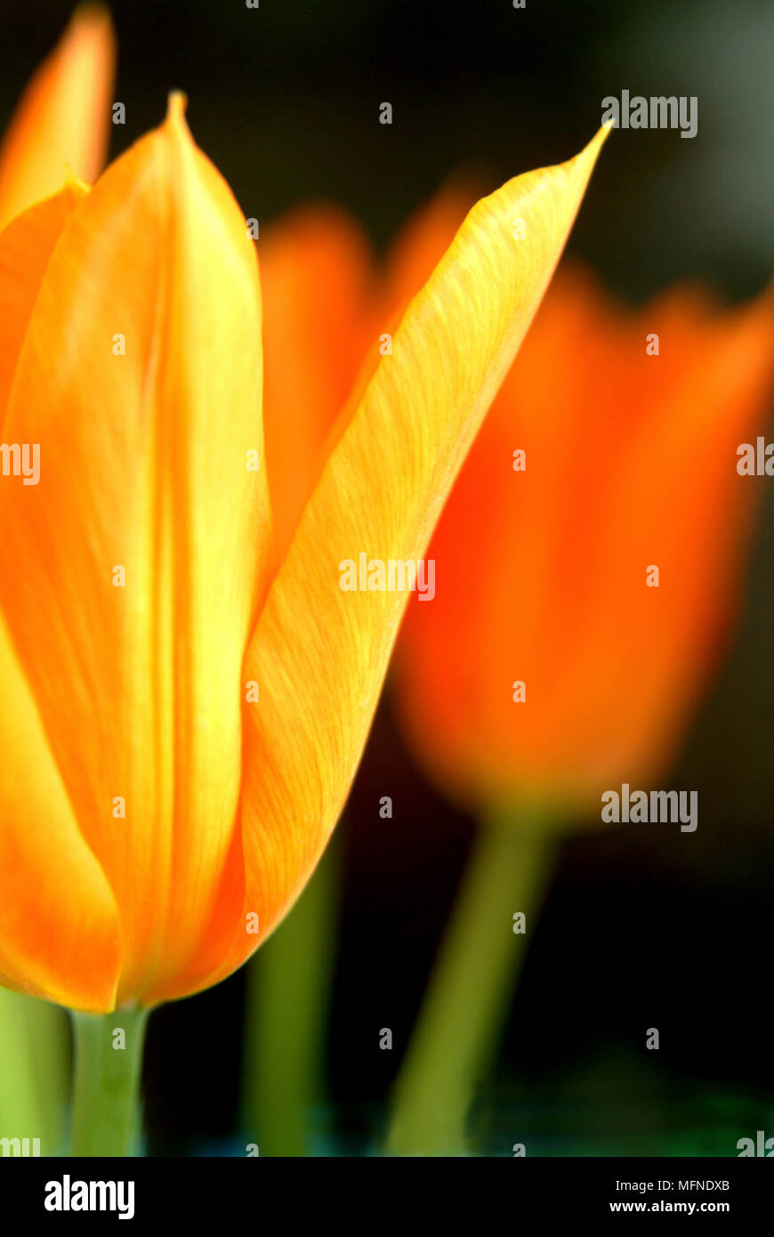 Nahaufnahme einer Tulpe Blume Ref: CRB 117 10024 005 obligatorische Credit: David Barrett/Photoshot Stockfoto