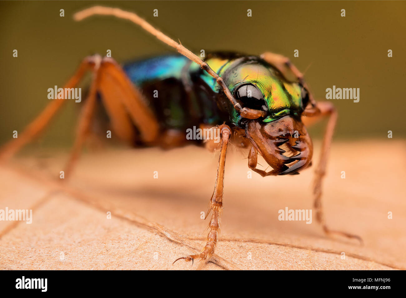 Tiger Beetle - Ciccindelidae Stockfoto