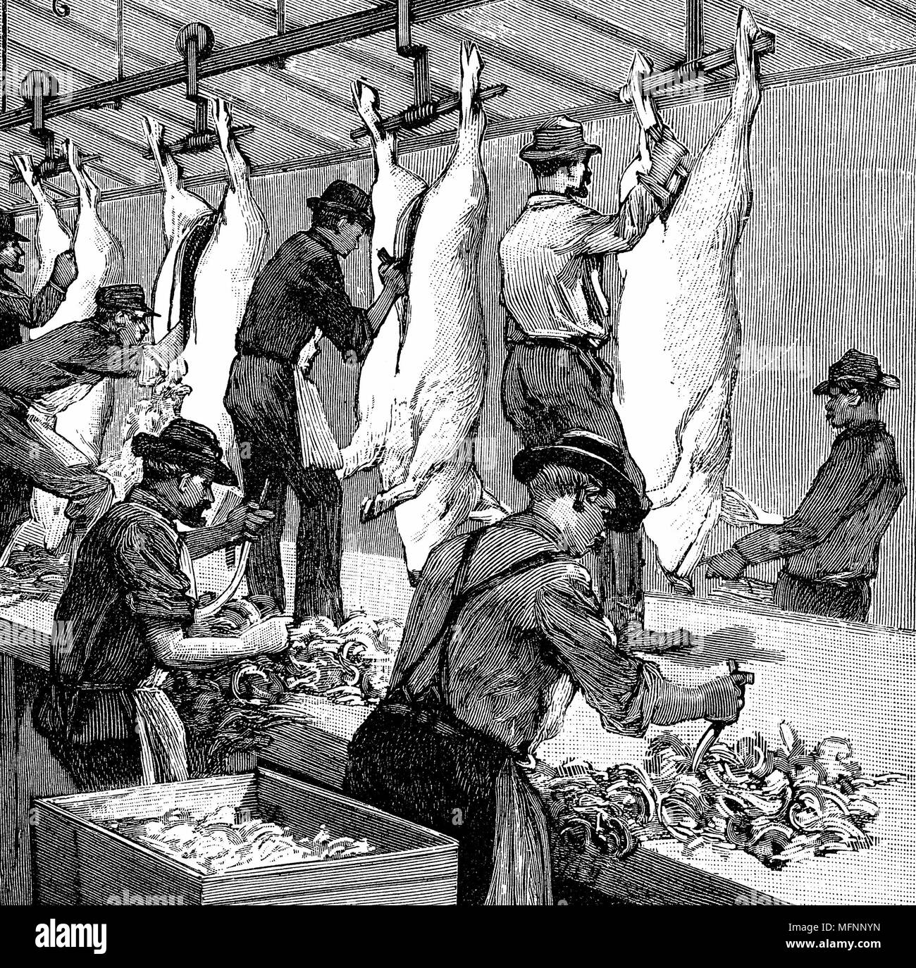 Eine der frühesten Produktionslinien: Armour Firma Schwein Schlachthof, Chicago. Schweine ging bis Rampe von Gebäude nach oben, dann verarbeitet und als fertige Schlachtkörper entstanden waren. Ausweiden Schlachtkörper. Holzstich Paris 1892. Stockfoto