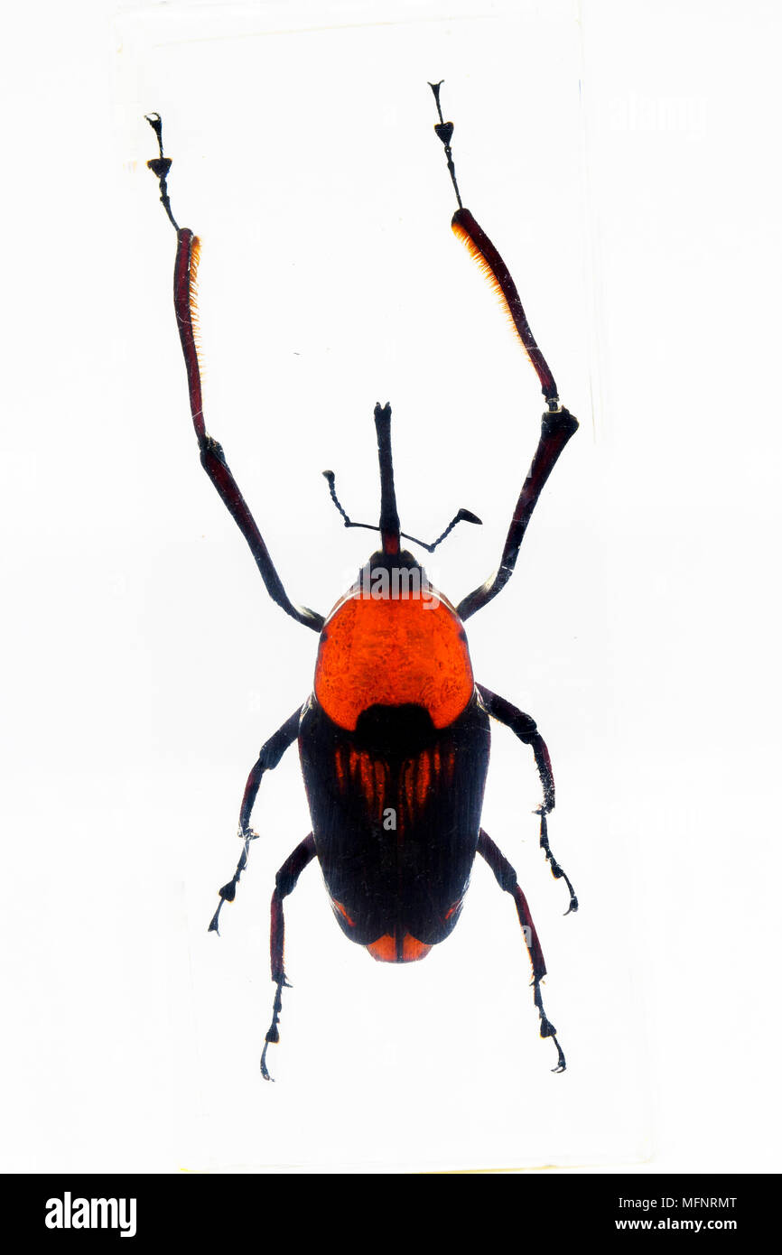Red Palm Rüsselkäfer in resina Stockfoto