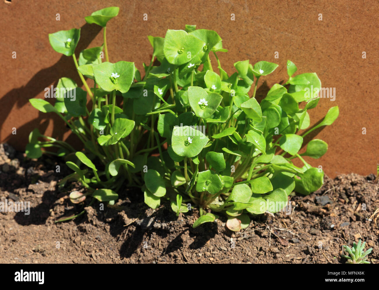 Portulaca Oleracea, gemeinsame Portulak, auch verdolaga, rot Wurzel oder pursley, Gemüse, Salat und Kräuter verwendet Stockfoto