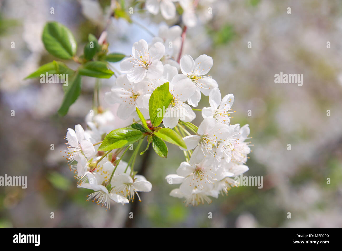 Niederlassungen der Kirschblüten close-up Stockfoto