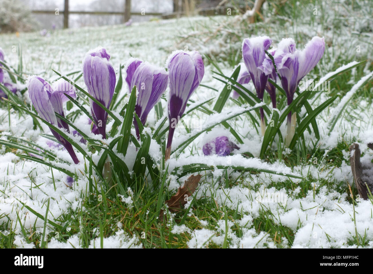 Leichter Schnee abstauben an blühenden Großblütige weiße und violette Krokusse 'Pickwick' im Winter, Berkshire, März Stockfoto