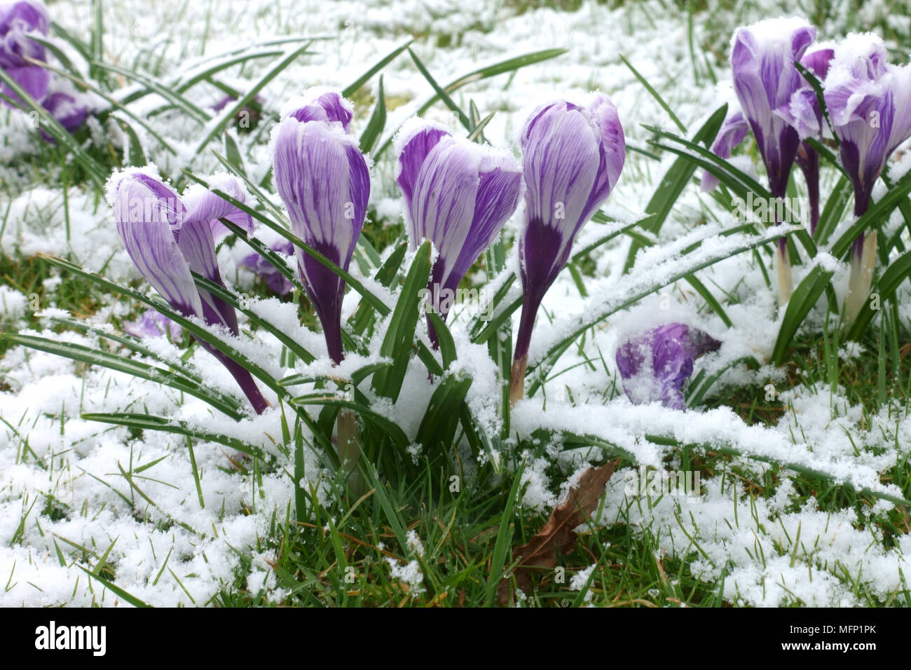 Leichter Schnee abstauben an blühenden Großblütige weiße und violette Krokusse 'Pickwick' im Winter, Berkshire, März Stockfoto
