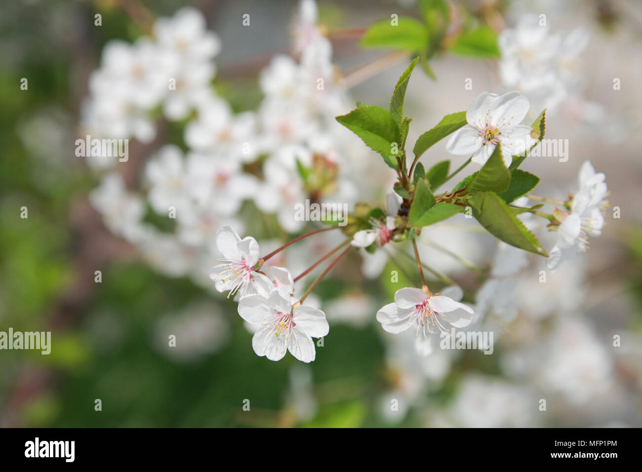 Niederlassungen der Kirschblüten close-up Stockfoto