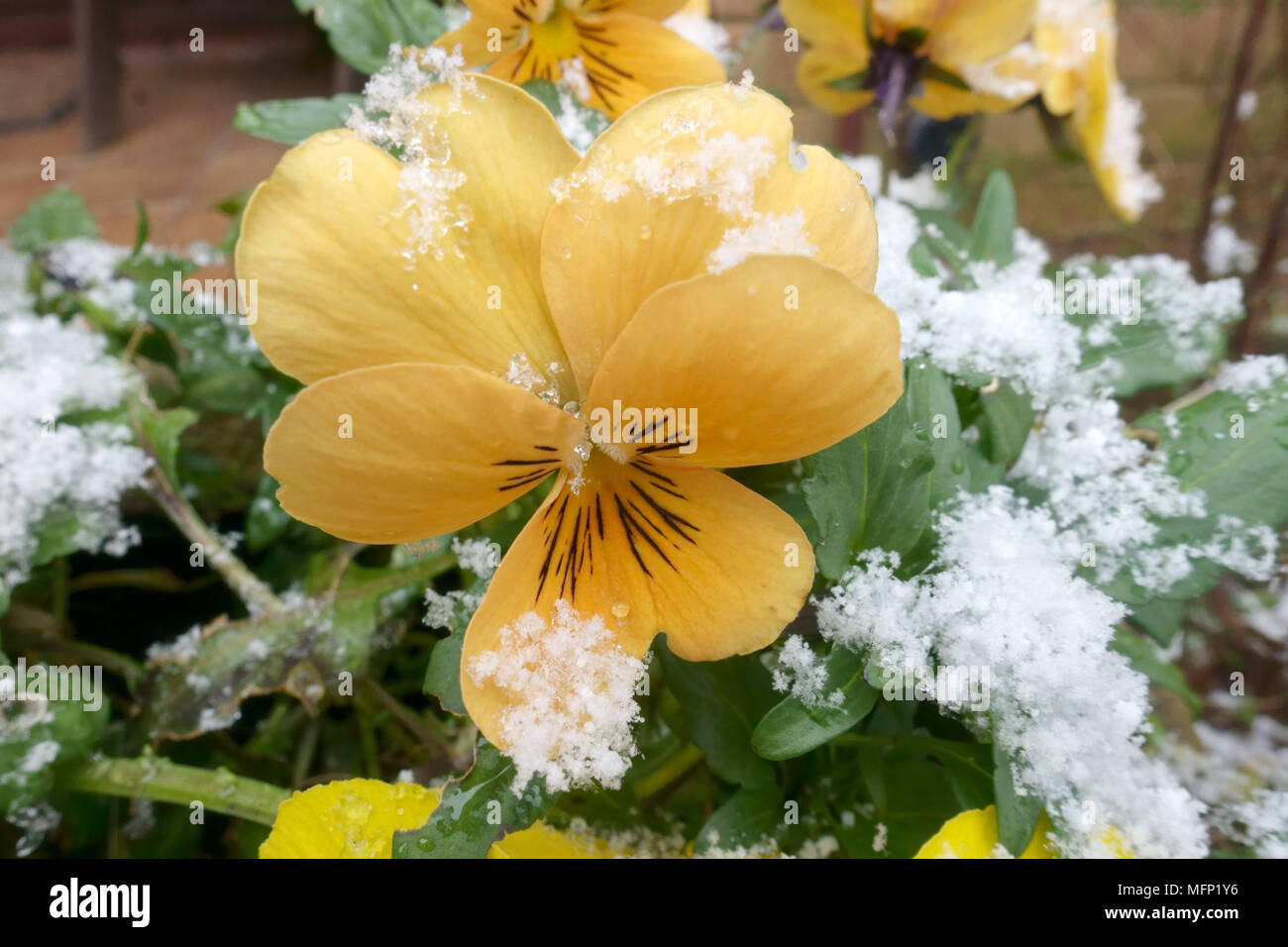 Licht Abstauben des Schnees auf der mit Blumen und Blätter von einem Topf gewachsen orange gelb winter Stiefmütterchen, Viola, Blume, März Stockfoto